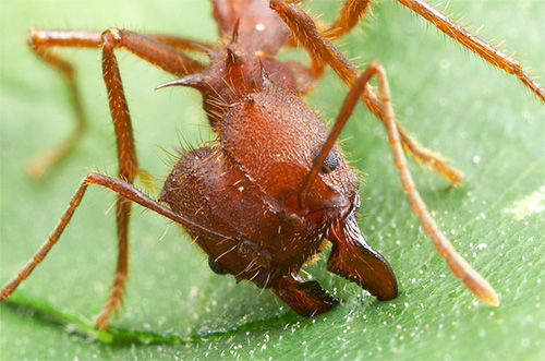 이 개미들이 나뭇잎 조각을 갉아먹을 수 있게 하는 것은 강력한 턱입니다.
