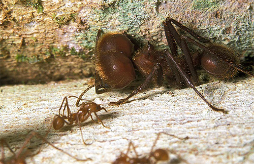 Vojáci mravenců listořezů jsou velmi velcí