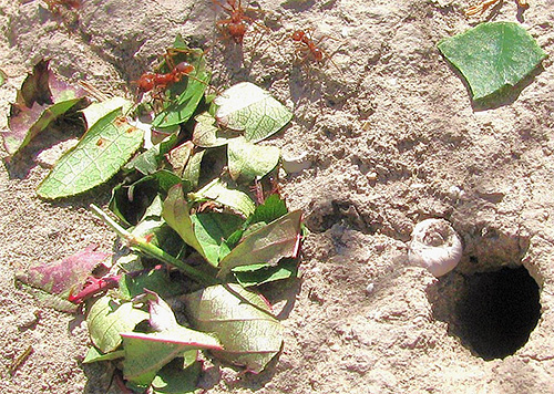Mravinjaci rezača lišća su pod zemljom