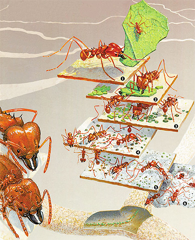 في القسم ، يبدو عش النمل مثل البيضة بمركزها والعديد من الطبقات.