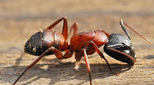 Kami mengetahui semut mana yang sangat berbahaya untuk manusia