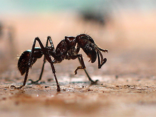 σφαίρα μυρμήγκι