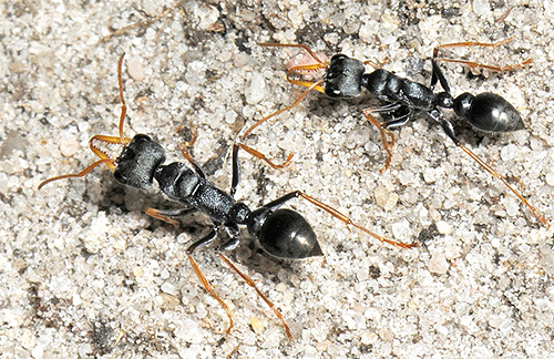 I morsi di formiche Bulldog uccidono molte persone