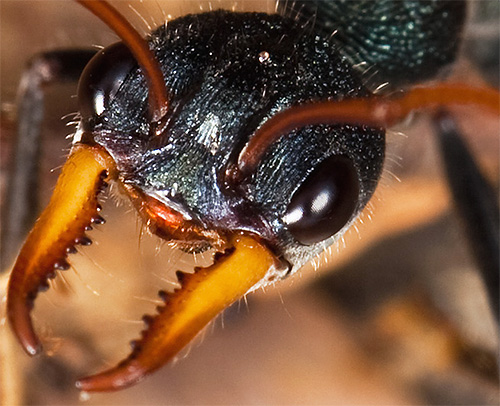 불독 개미에게 물린 것은 사망에 이를 수 있는 급성 알레르기 반응을 일으킵니다.