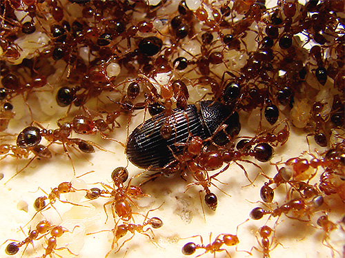Le formiche del fuoco sono considerate una delle più pericolose