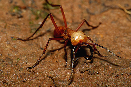 De foto toont een nomadische mier