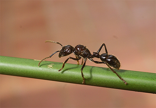 لسعات النمل الرصاصة مؤلمة للغاية.