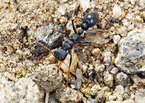 Il morso della formica del bulldog può causare shock anafilattico