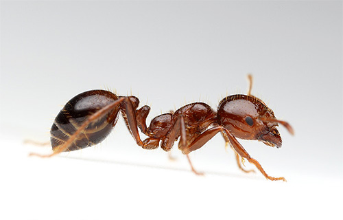 Vatreni crveni mrav može ubosti vrlo bolno