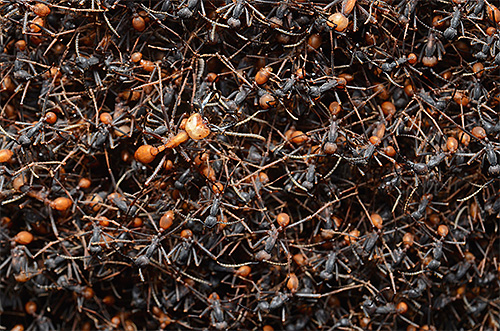 Bivacco di formiche dell'esercito