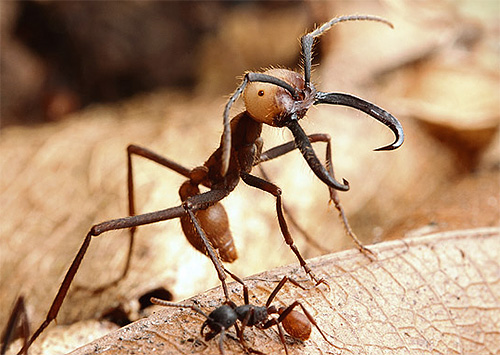 Semut tentera betina adalah besar.