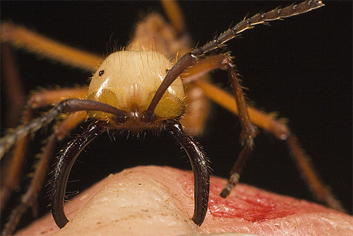 Bodnutí armádního mravence je velmi bolestivé.