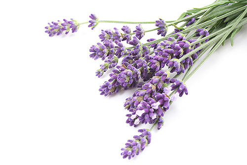 Bunga lavender telah lama digunakan oleh orang ramai sebagai ubat pelanduk.