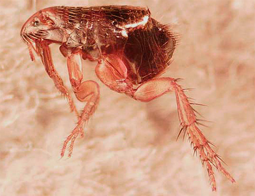 Kolar insectoacaricidal dianggap terutamanya sebagai cara untuk mencegah kutu dan kutu.