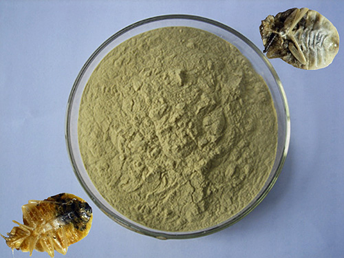 La polvere di Partenio è un rimedio naturale per uccidere le cimici dei letti e altri insetti.