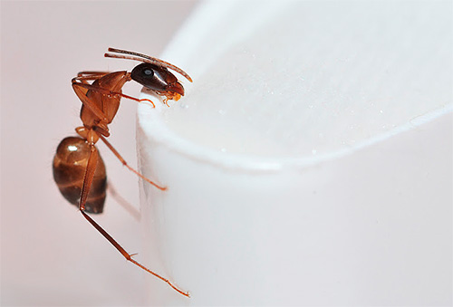 Formica Faranonov (altrimenti - una formica domestica)