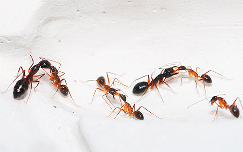 O altă fotografie cu furnici de casă