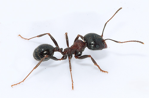 ريبر النمل