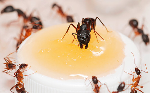 Om myrorna hittade mat i lägenheten - detta är en kraftfull signal för dem att besöka här igen.
