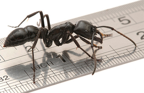 Spočítejme, kolik nohou má mravenec