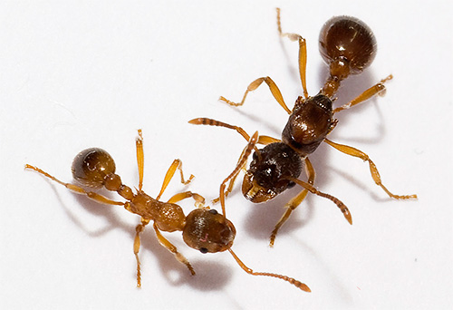 Bij verschillende soorten mieren zijn de poten op het lichaam ongeveer hetzelfde