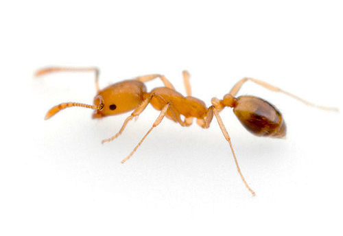 Čím je mravenec menší, tím hladší povrch může vylézt.