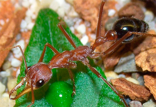 Le formiche Bulldog sanno nuotare