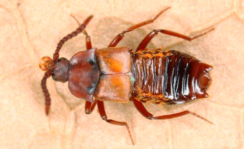 Lomehuza - 이 딱정벌레는 개미집을 자유롭게 관통할 수 있습니다.