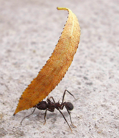 다리와 턱의 도움으로 개미는 큰 짐을 들어 올릴 수 있습니다.