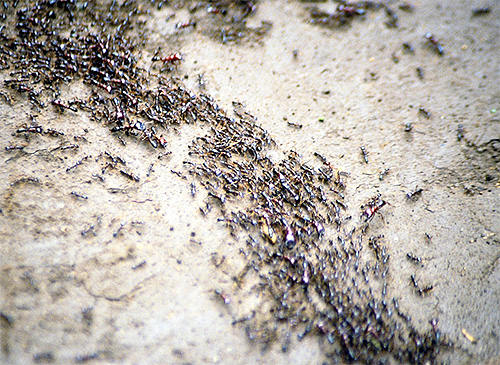Τα μυρμήγκια χρησιμοποιούν επίσης τα πόδια τους για να σχηματίσουν χημικά σημάδια.