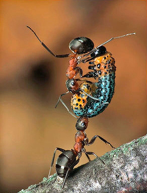 În ciuda greutății lor mici, furnicile sunt capabile să ridice sarcini de până la 50 de ori masa lor.