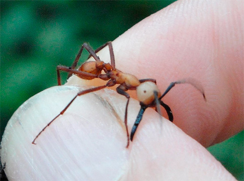 Μυρμήγκι αφρικανικού στρατού