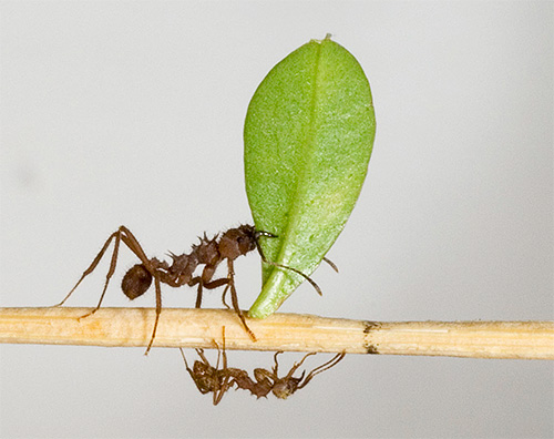 리프 커터 개미는 100mg의 하중을 쉽게 들어 올립니다.