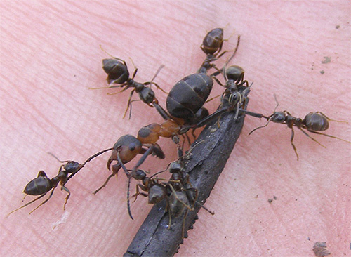 Cu cât furnica este mai mică, cu atât puterea ei este mai mare, care nu este o unitate de masă