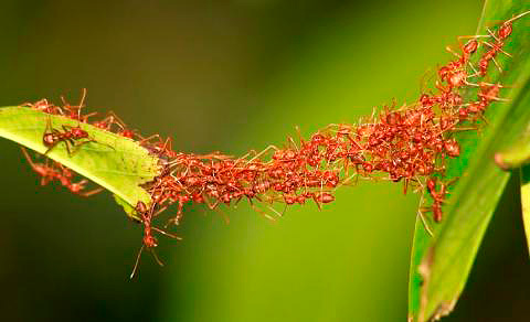 Mieren bouwen een brug met hun lichaam
