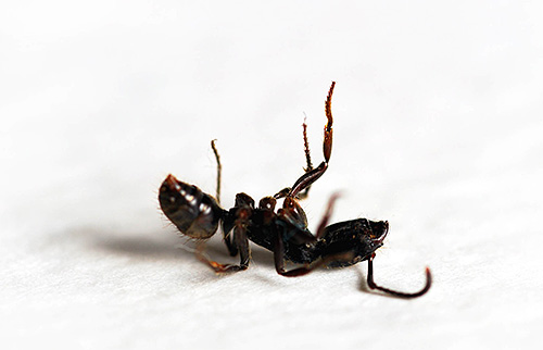 개미를 쫓아낼 수 있는 초음파 장치는 인간에게 강력한 영향을 미칠 것입니다.