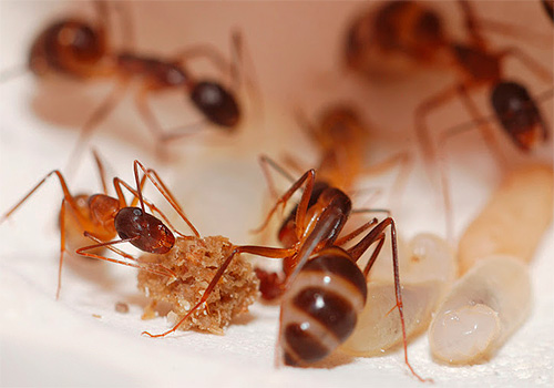 Vediamo come e con cosa puoi distruggere efficacemente le formiche domestiche in un appartamento