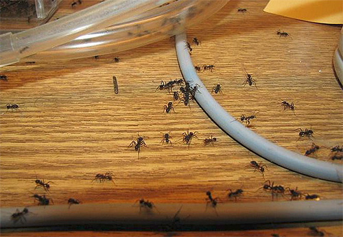 Κατά την καταστροφή των μυρμηγκιών, ο συντονισμός των ενεργειών των κατοίκων του σπιτιού είναι σημαντικός