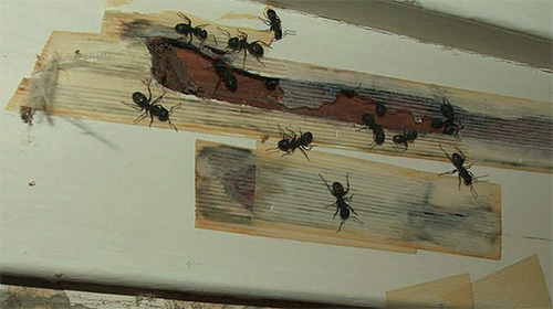 Det kan finnas flera bon av myror i en lägenhet samtidigt.