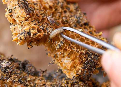 La foto mostra una larva di falena di cera