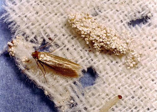 La foto mostra una falena da vestiti e la sua larva