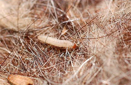 Güve larvası bir kürk manto yiyor