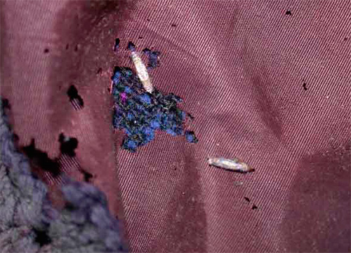 Moljac jede i polusintetičke tkanine