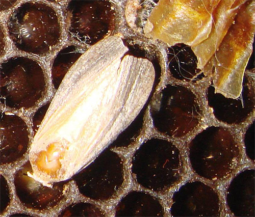 불나방 또는 밀랍나방은 꿀벌 근처에 서식하며 그 유충을 사용하여 유명한 추출물을 준비합니다.