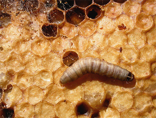 ตัวอ่อนมอดขี้ผึ้งสามารถย่อยขี้ผึ้งได้ และเชื่อกันว่าเอนไซม์เซอราสสามารถทำลายผนังของเชื้อโรคได้