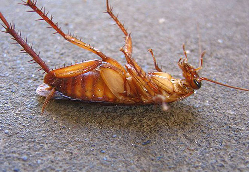 L'acido borico può ancora agire su uno scarafaggio, ma non sulle cimici.