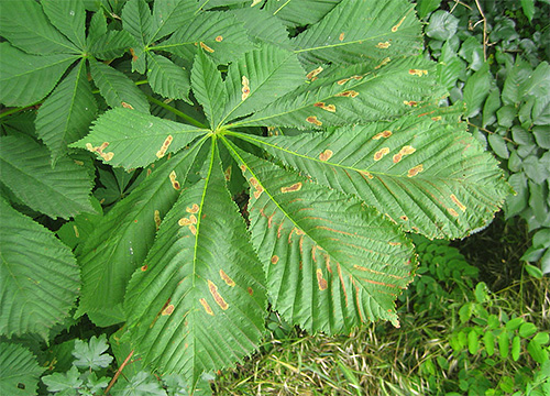 Kastanjemallarver lämnar karakteristiska fläckar på skadade blad.