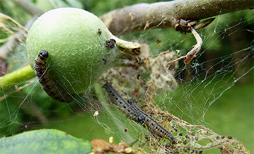 Äppelfjärilslarver låter inte frukterna mogna