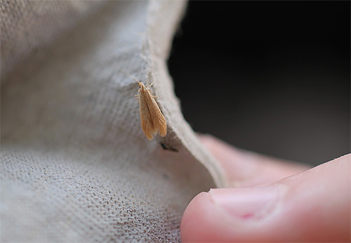 Möbelmal, mer exakt, dess larver, kan livnära sig på halvsyntetiska material