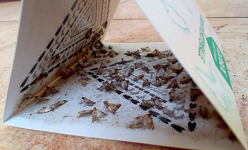 Särskilda klibbiga fällor kan användas för att kontrollera matfjärilar.
